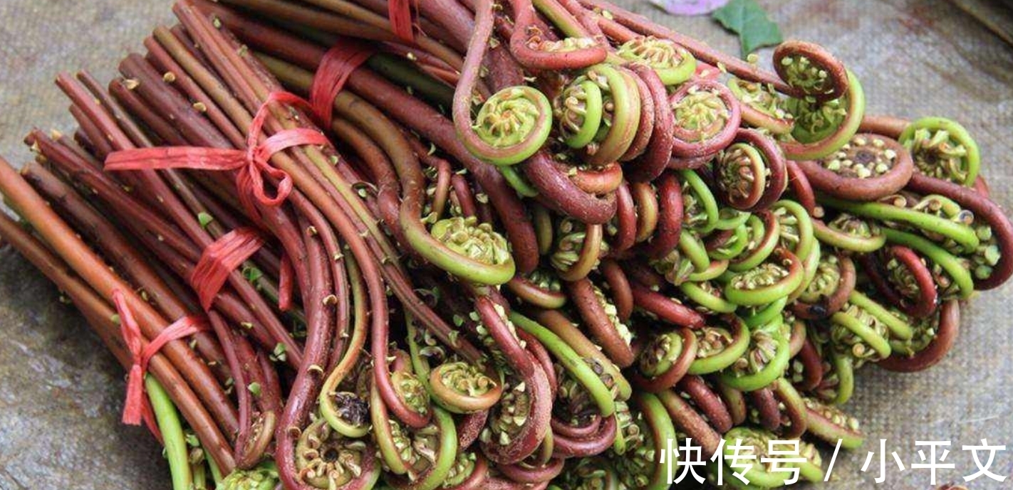 水淀粉|蕨菜5种最好吃的做法,每种都简单美味,看看你喜欢吃哪种?