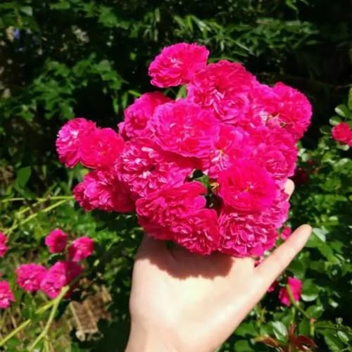 观赏价值极高、超级耐寒的花树，花开3季，满园飘香，打造花海！