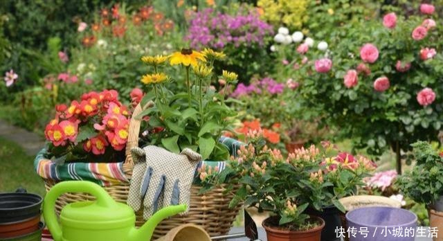 磷酸二氢钾,喷叶子好还是灌根好看一眼就能明白,别弄错了!