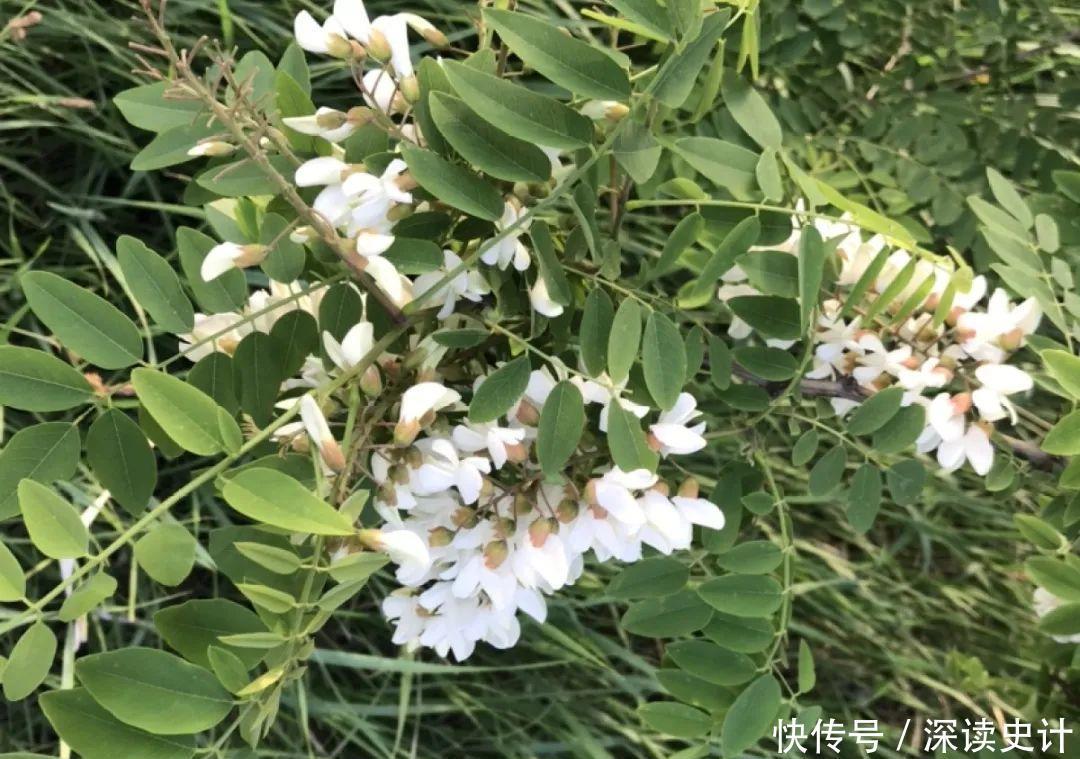 农村的6种花,烙饼子、炒菜、炖汤···再晚没得吃了!