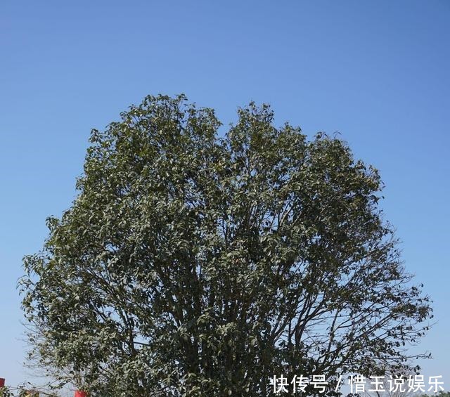 院子|有院子就种4种树,老祖宗留下的“顺口溜”,不是没有道理