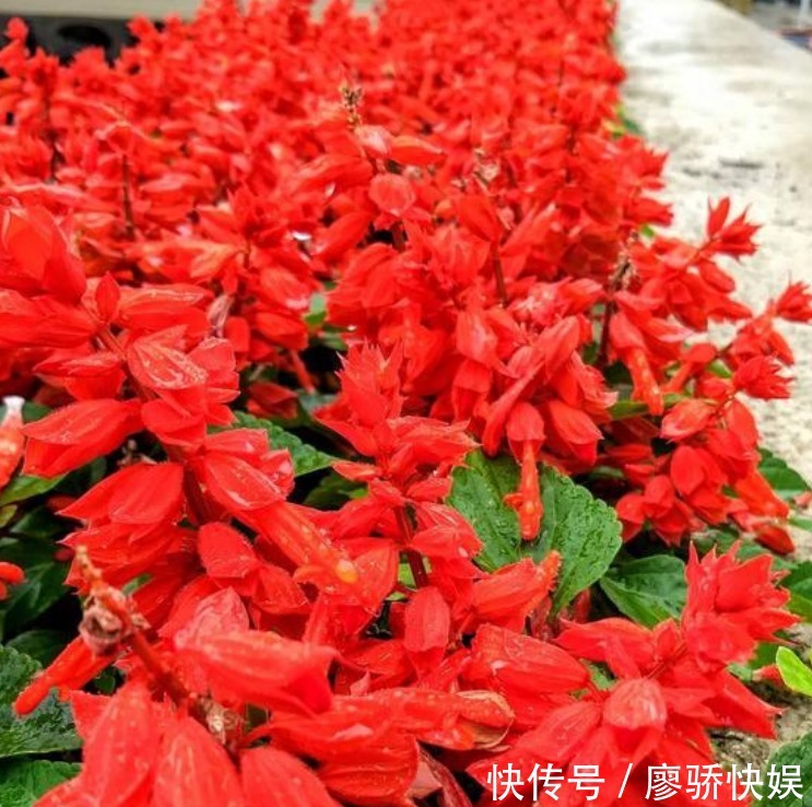 疯长|春夏最适合养“3种花”,浇点水就疯长,叶子油绿花朵多!