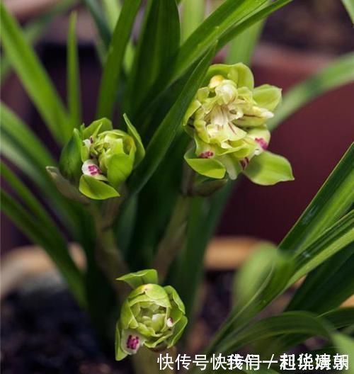 兰花界|此兰花获奖无数，以前万元一苗，现跌成普草，花型罕见，香味扑鼻