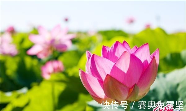 沙湖|宁夏沙湖万亩荷花竞相开放 娇艳清新惹人醉