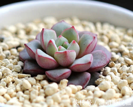 多肉蓝宝石|多肉蓝宝石怎么叶插教你3个小步骤,叶插出最绚烂多彩的蓝宝石