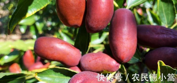 胶原蛋白|天凉了,女人多吃“营养全能冠军”,补充胶原蛋白,皮肤紧致细腻