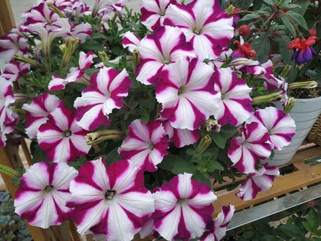 不花钱的“肥料”遍地都是,捡回家养花,花盆抓一把,砰砰开爆盆