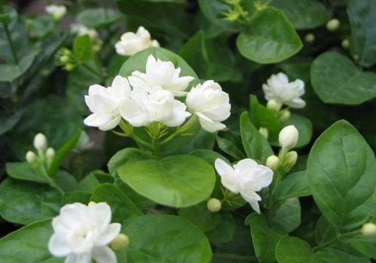 4种花是花中劳模,一年四季开花不断,盛开时繁花似锦,花色美艳