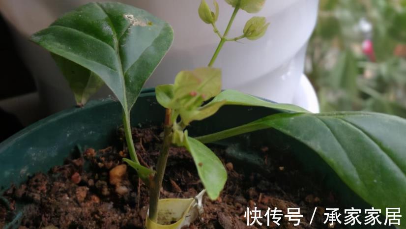 泥炭土|扦插三角梅，该怎么获取成功？抓住3点，枝条轻松变成小花苗