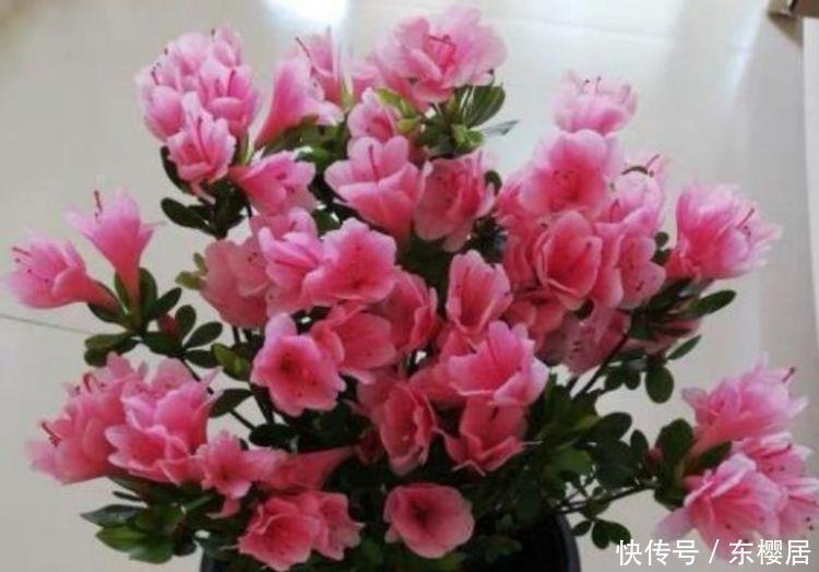 美极了|几款花卉超好养的,只要给水就疯长,一天一个样,美极了