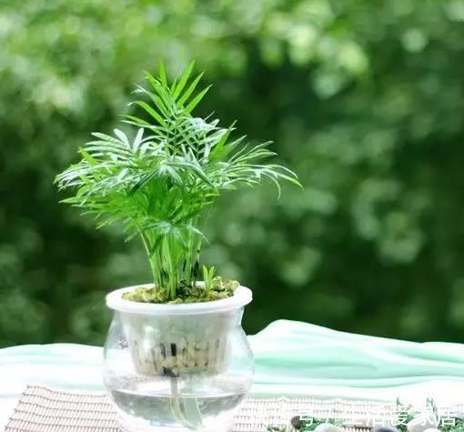 绿植|6种绿植家里光照不好也能养,你有哪些了呢