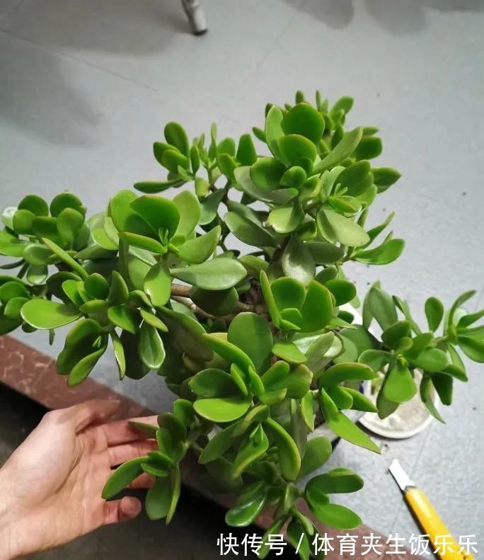 玉树如何修剪?轻松2步,养成枝繁叶茂的小树、枝壮叶绿又开花