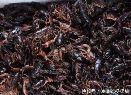 整筐|它长得像“小龙虾”,一问价格没人买,饭店大叔花500元整筐买走