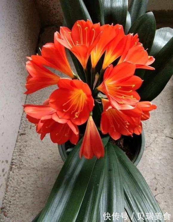 不死草|“3种花”旺家、旺财好兆头,寓意好又漂亮,家中必备!