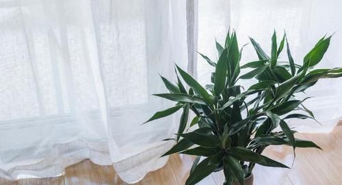 家庭盆栽花草，怕黄叶烂根就喂点药，这些越过期效果越好