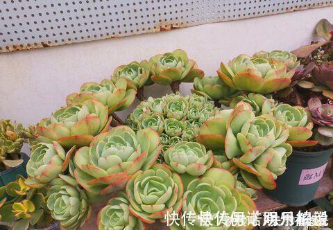 公认的4种普货多肉，颜色金贵皮实好养，花友们热烈追捧！