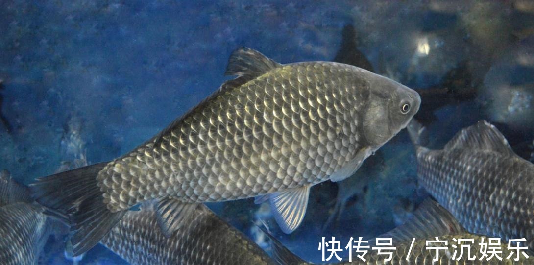 胆子|老钓手钓鲫鱼的“偏方”,亲自试了下,差点没把一条河的鲫鱼钓光