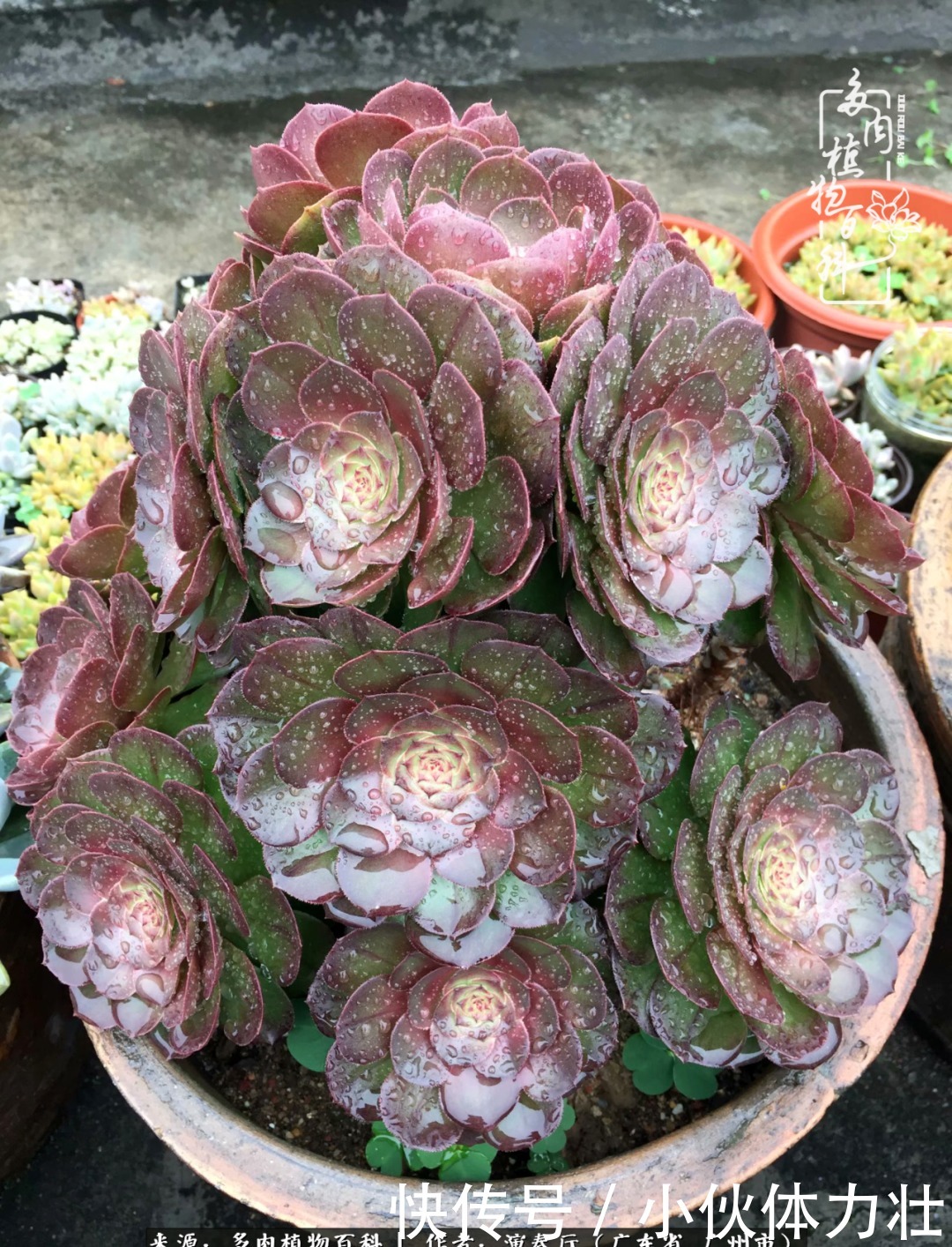 多肉植物|为肉钟情:楼顶上的多肉!