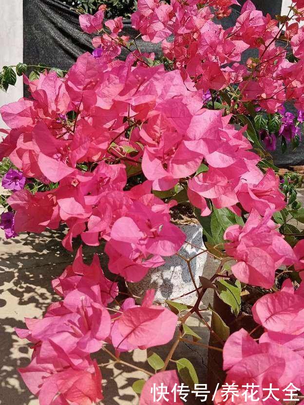 要想三角梅长得旺，光照温度缺一不可，开成花瀑布不是问题