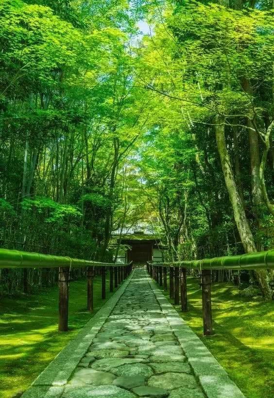 庭院|愿得一庭院，只用来喝茶