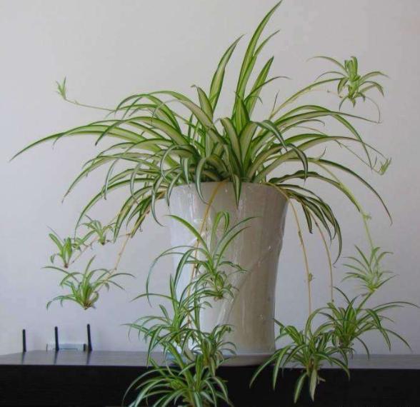 想养好花,“配土”加点“料”,变成万能土,疏松透气,养啥都旺