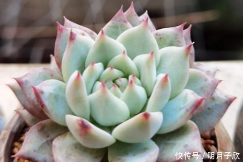 侧芽|想要多肉棱镜爆盆?那我们做好这几点,它很快就能达到爆盆状态了