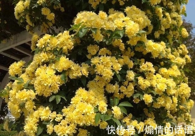 这种花不怕冷，好养易活，适合秋冬季节栽种，慢慢长成一片“海”