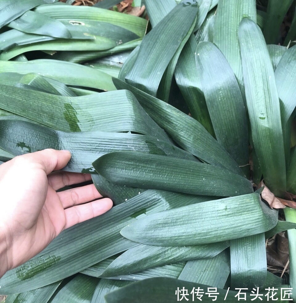 君子兰|气温骤降,君子兰“冻伤”1大片,赶紧搬回家“拯救”