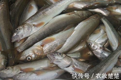 存量|50年前是“救命粮”,味道鲜美,今存量多达10万吨却不让吃