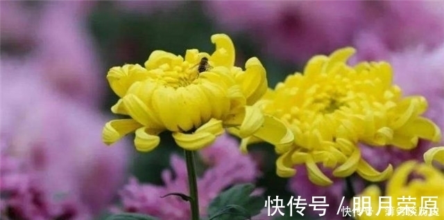 达观|黄庭坚的快意《鹧鸪天》菊花词两首，一首比一首狂放，堪称菊花之醉！