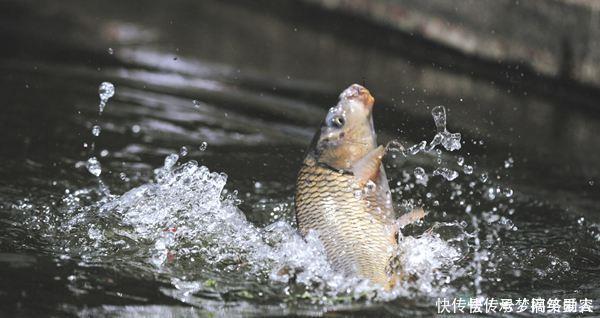 小伙|农村小伙钓鱼就是狠,这样打窝,钓鱼钓到手发软