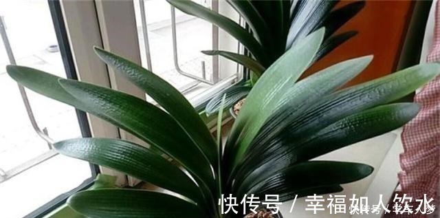 光合作用|养君子兰别整那些虚的!这么养,叶片绿油油,一年开2次花!