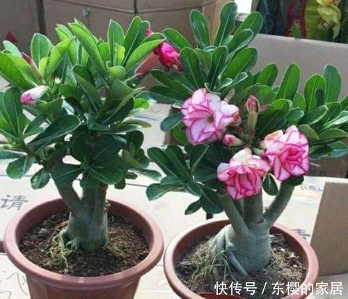 佳品|5种懒人花,30天不浇水也能枝繁叶茂,花开满盆,是客厅盆栽佳品