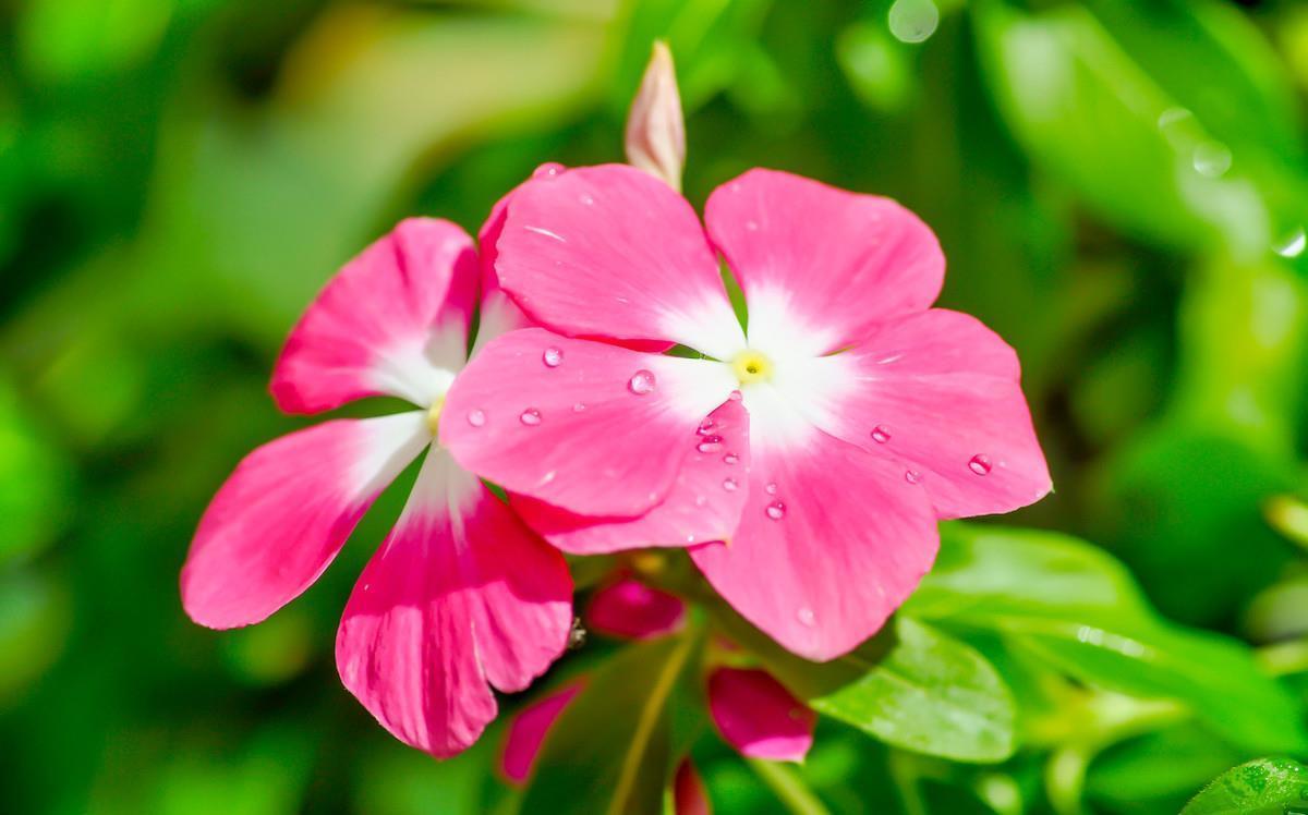 房前屋后都有的它,一年四季,花开不断,非常接地气