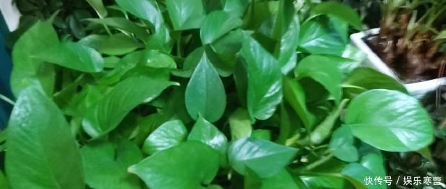 养花，什么情况下“不能施肥”看养花达人怎么说