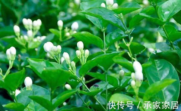 秋天养茉莉?进入“虚弱期”,养壮是关键,明年开花翻一倍