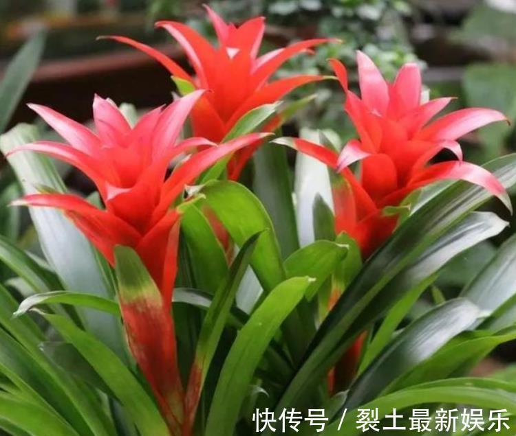 有钱人最喜欢养“3种花”，四季都开花，镇宅又招财，比绿萝好养