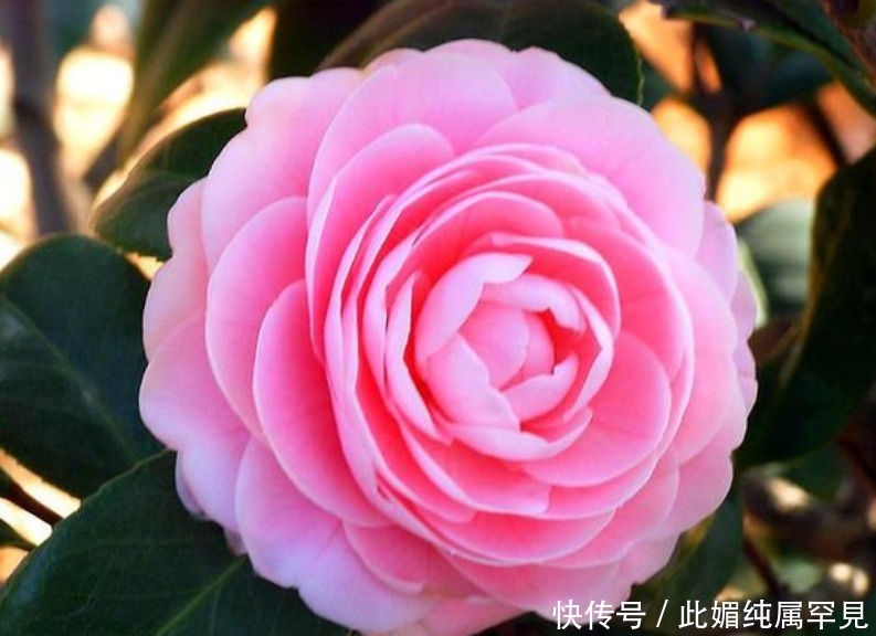 “4种花”好养又漂亮,开花不断,人见人爱,懒人新手都能养好!