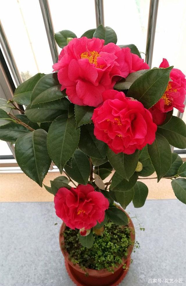 此花开品“惊艳”，比牡丹还美，花开一冬天，摆在家里上档次