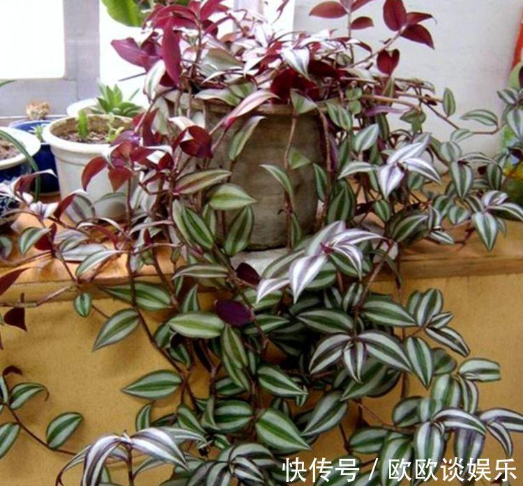 家里阳台必养此款花卉,镇宅又聚财,天天好运来,养好还开花!