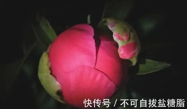 生肖|2月下旬月老送姻缘,真爱来敲门,邂逅心上人,情定终生的4生肖