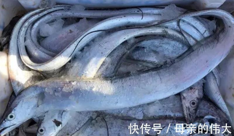 买带鱼，选肉厚的还是肉少的？学会挑选技巧，买对带鱼做菜好吃