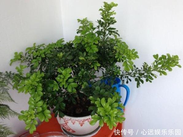 卫生间养花不知道选啥好就盆栽此4种植物,可放氧气、除臭味