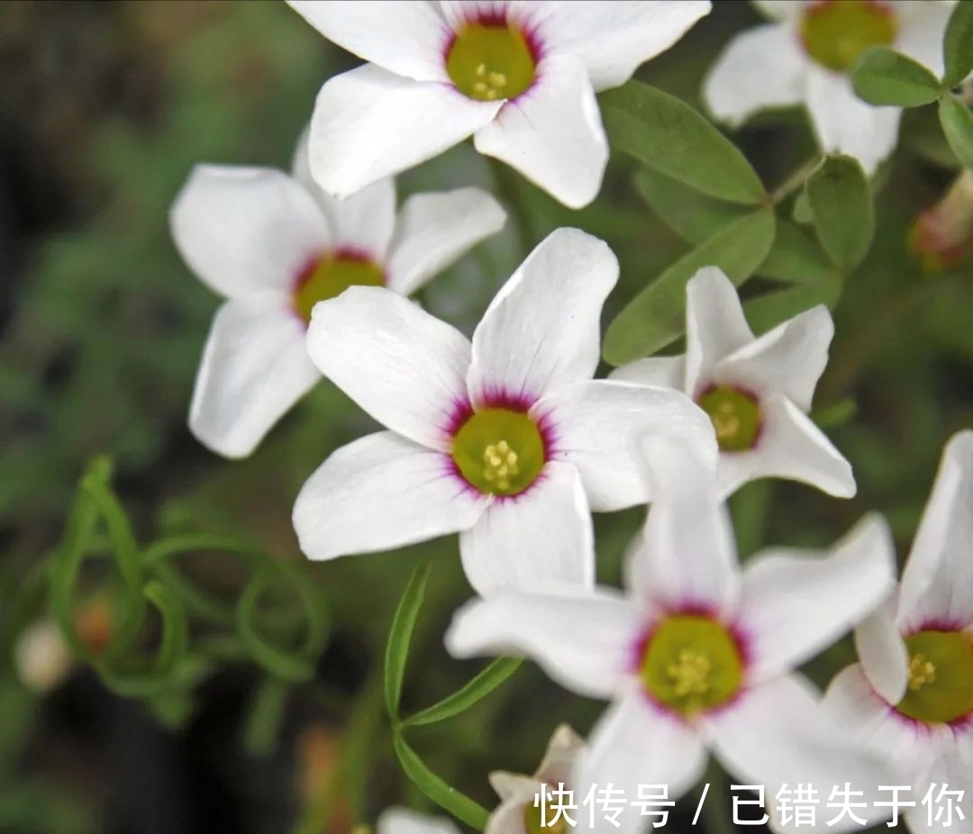 桃之辉|温度越低，颜色越深，可与桃花相较的光叶酢浆草你见过吗？