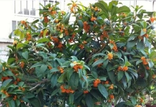 家有庭院就养4种花,花期长,简单易成活,惊艳如花球,美翻了