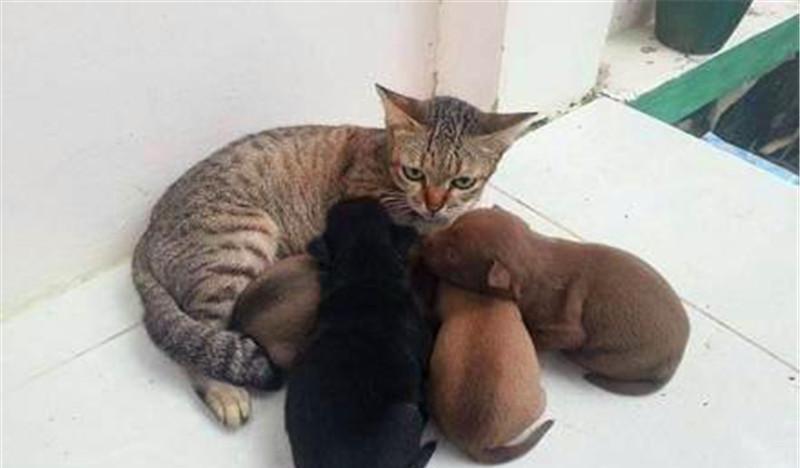猫咪|家里的狗生宝宝了，结果家里的猫咪遭殃了，关键是只公猫！