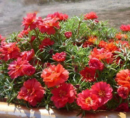 徒长|3种花,不能让它长成高个子,一长高就剪,越剪越值钱