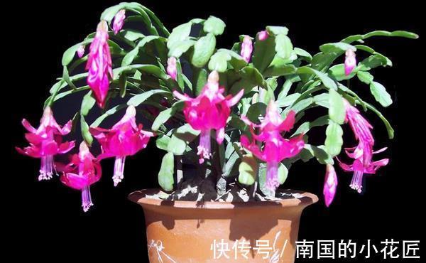 蟹爪兰|养花,盆里埋点它,不烂根,花开满盆,花繁叶茂,花团紧簇