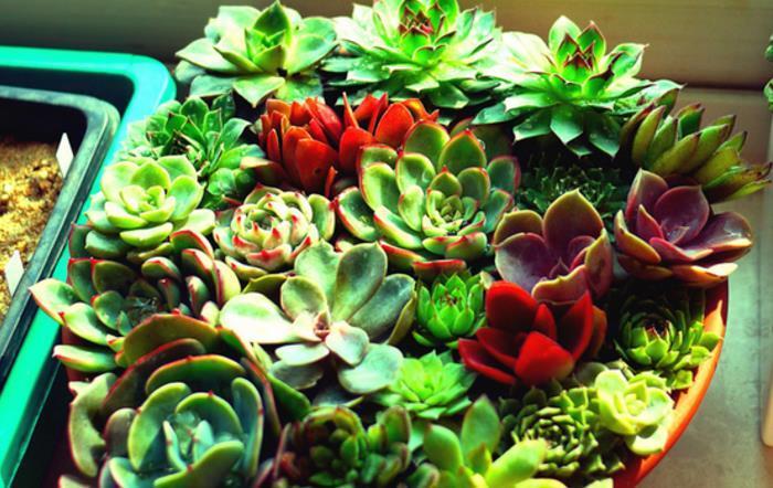 花友|“干养”多肉,需要掌握住哪些小技巧?