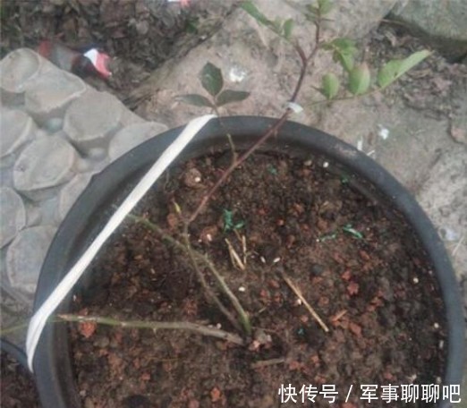 无霜冻地区|南方地区月季花小苗修剪复壮,你做对了吗